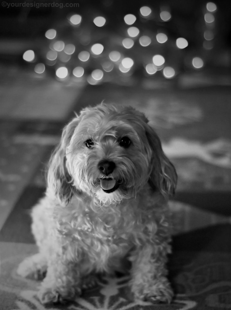 dogs, designer dogs, Yorkipoo, yorkie poo, black and white photography, bokeh, twinkle lights
