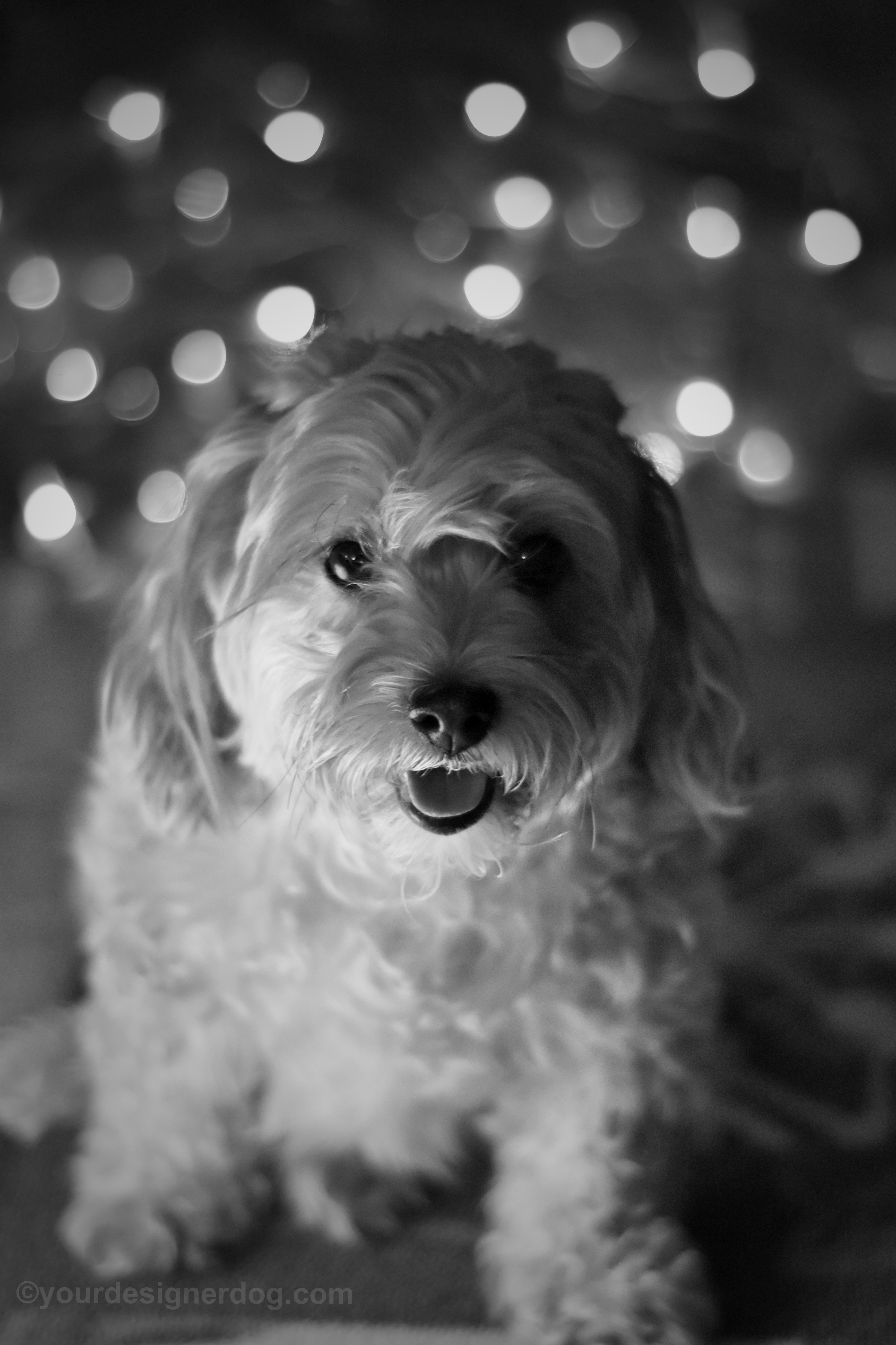 dogs, designer dogs, Yorkipoo, yorkie poo, black and white photography, bokeh, twinkle lights