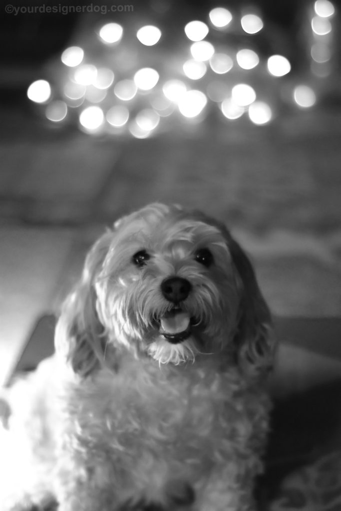 dogs, designer dogs, Yorkipoo, yorkie poo, black and white photography, bokeh, twinkle lights
