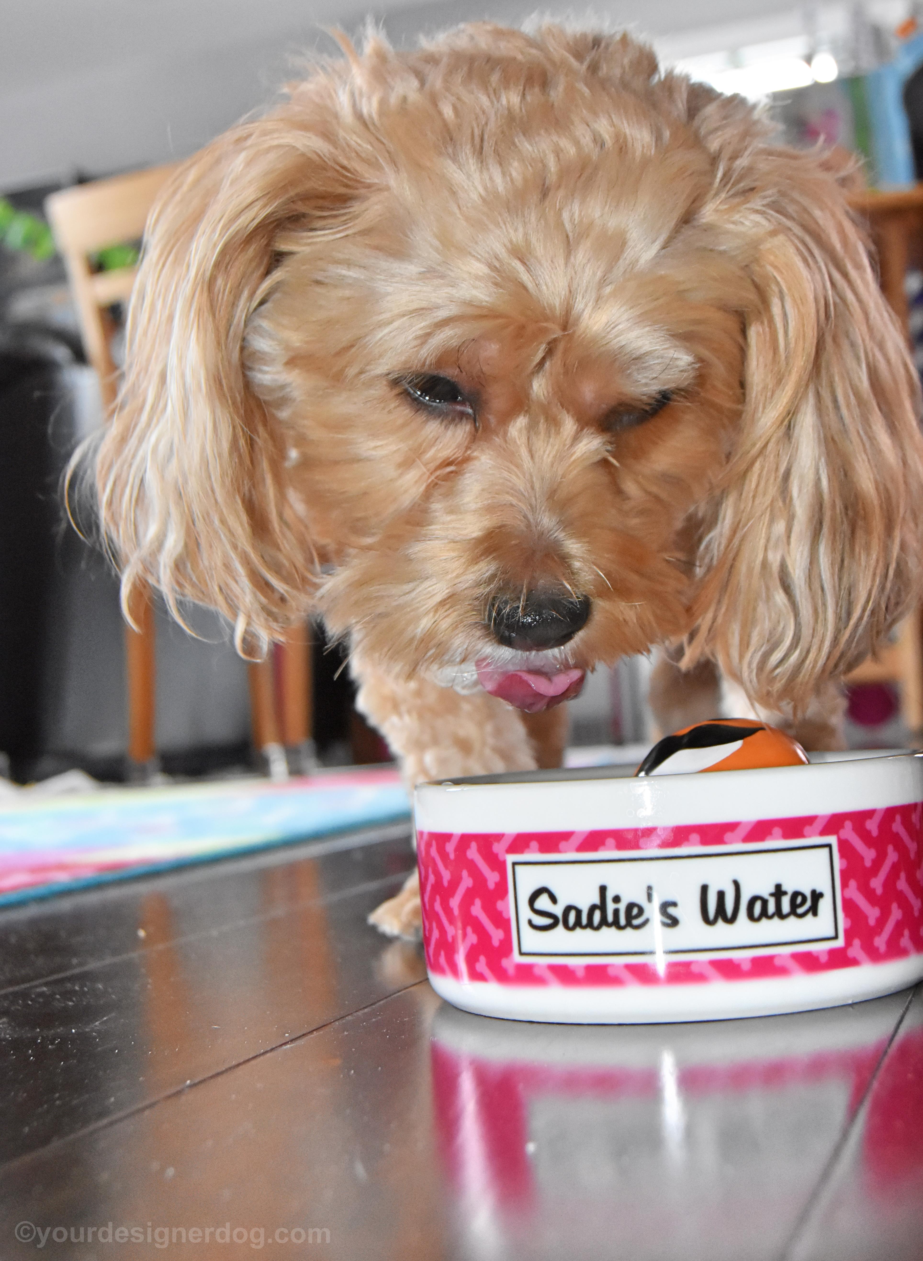 dogs, designer dogs, Yorkipoo, yorkie poo, water, dog bowl, tongue out