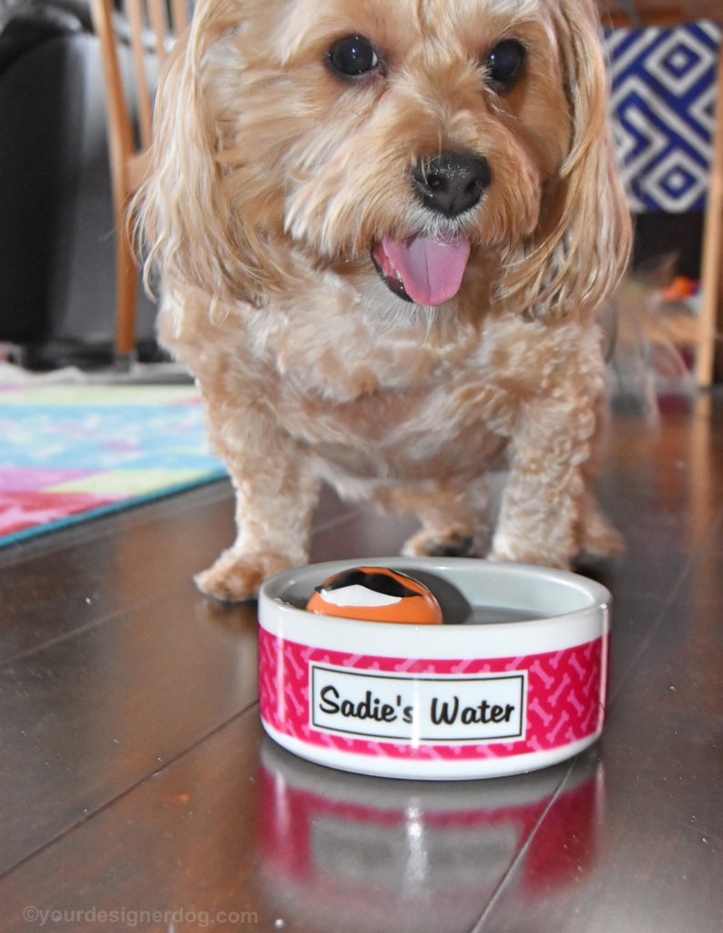 dogs, designer dogs, Yorkipoo, yorkie poo, water, dog bowl, tongue out