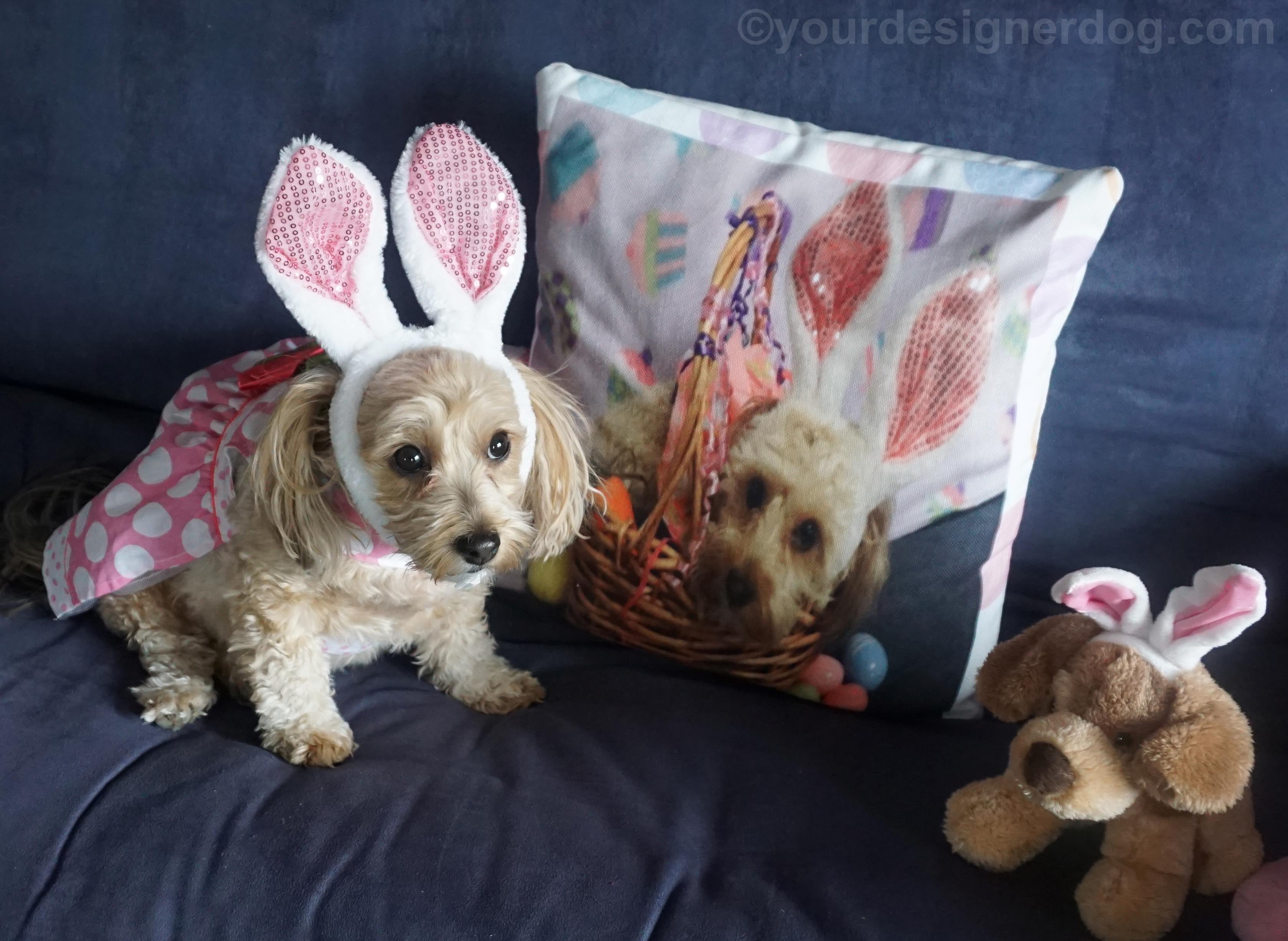 dogs, designer dogs, Yorkipoo, yorkie poo, twins, Easter, bunny ears, look alike, doppelganger