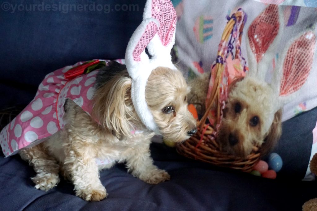 dogs, designer dogs, Yorkipoo, yorkie poo, twins, Easter, bunny ears, look alike, doppelganger 