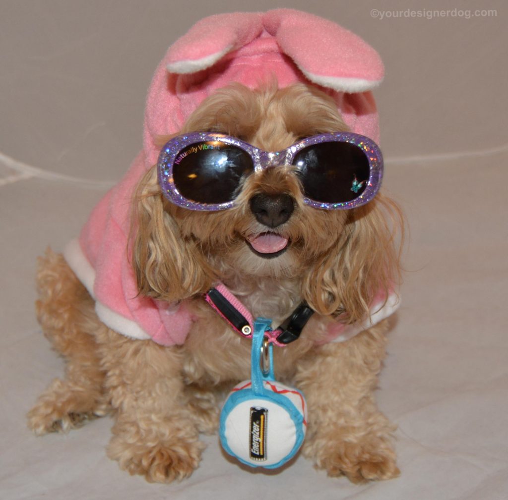 dogs, designer dogs, Yorkipoo, yorkie poo, energizer bunny, bunny costume