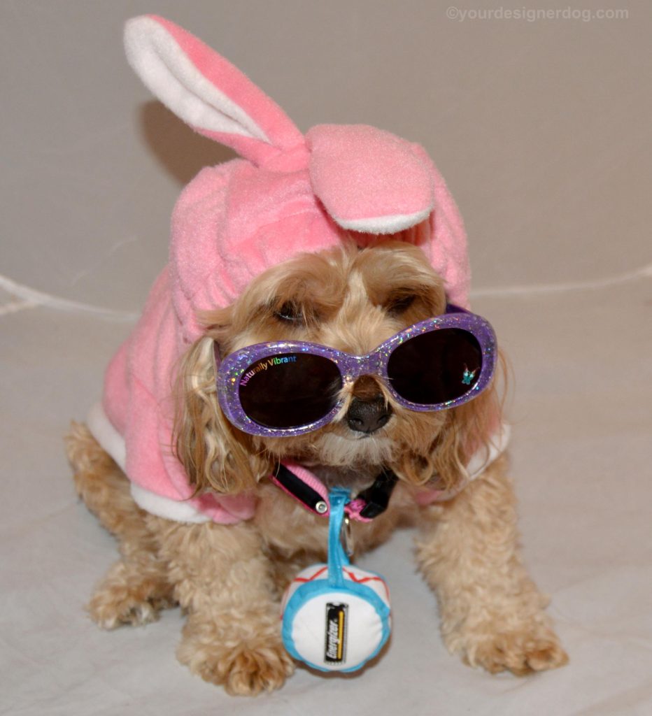 dogs, designer dogs, Yorkipoo, yorkie poo, energizer bunny, bunny costume