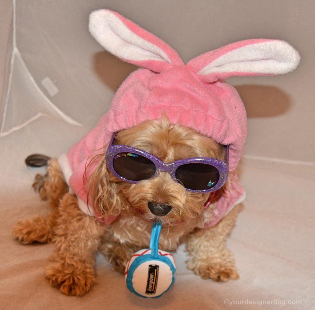 dogs, designer dogs, Yorkipoo, yorkie poo, energizer bunny, bunny costume