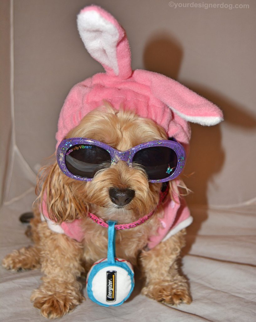 dogs, designer dogs, Yorkipoo, yorkie poo, energizer bunny, bunny costume