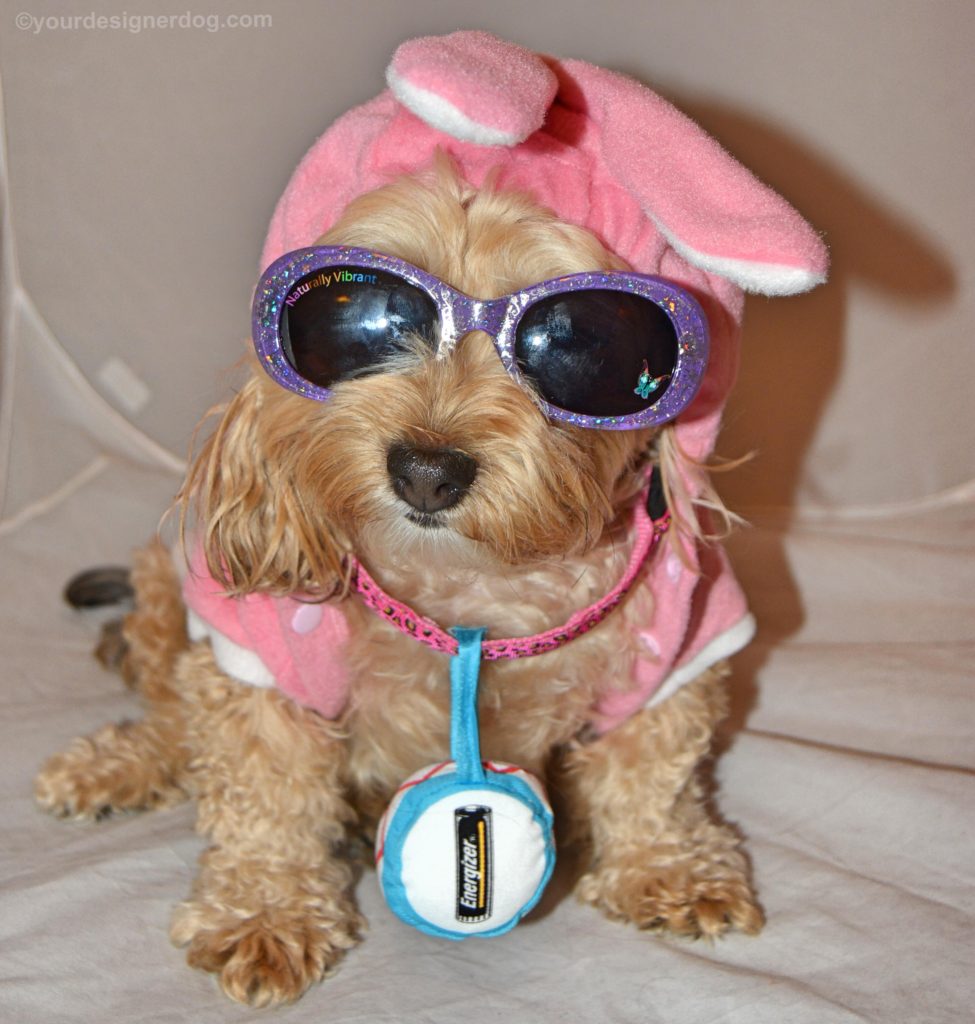 dogs, designer dogs, Yorkipoo, yorkie poo, energizer bunny, bunny costume