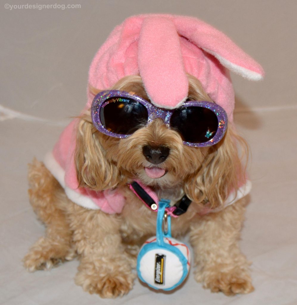 dogs, designer dogs, Yorkipoo, yorkie poo, energizer bunny, bunny costume