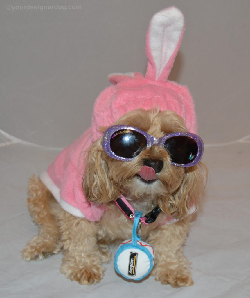 dogs, designer dogs, Yorkipoo, yorkie poo, energizer bunny, bunny costume