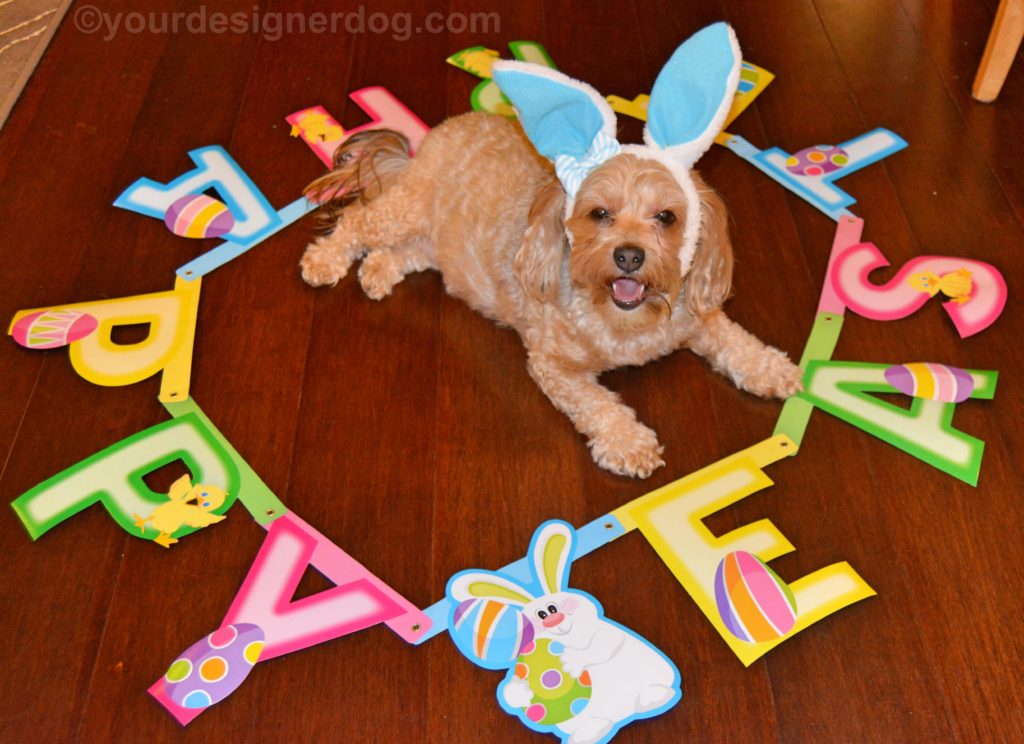 dogs, designer dogs, Yorkipoo, yorkie poo, easter, bunny, bunny ears