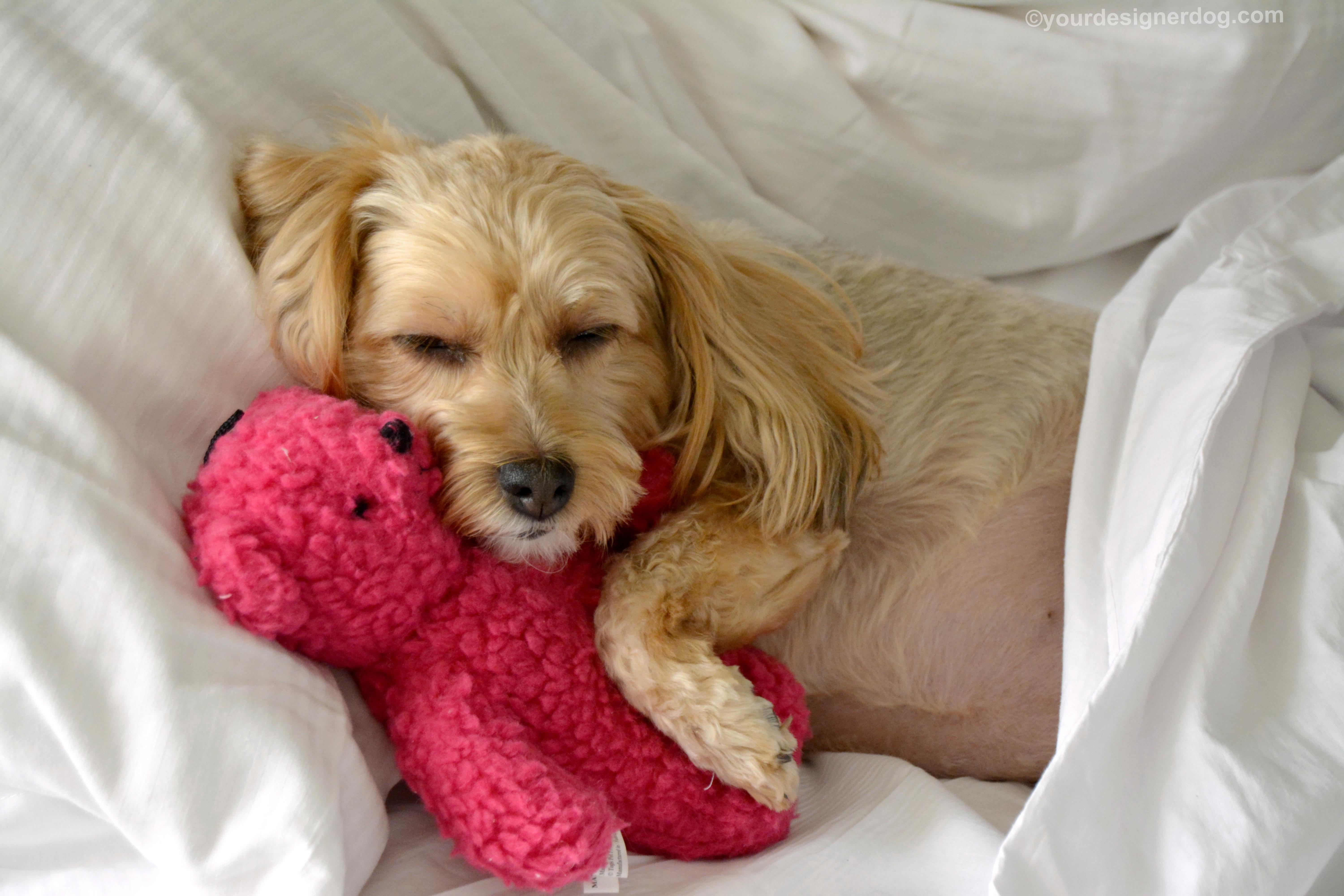 dogs, designer dogs, Yorkipoo, yorkie poo, sleepy puppy, selfie, dogs in bed, teddy bear