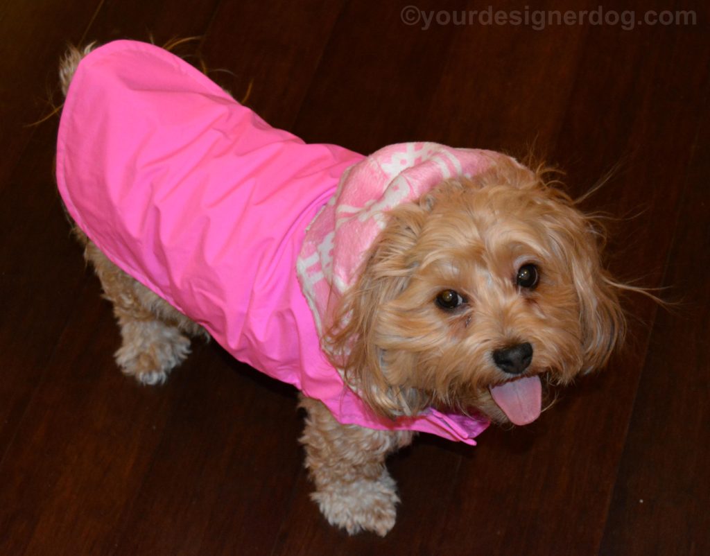 dogs, designer dogs, Yorkipoo, yorkie poo, dog coat, raincoat, April showers