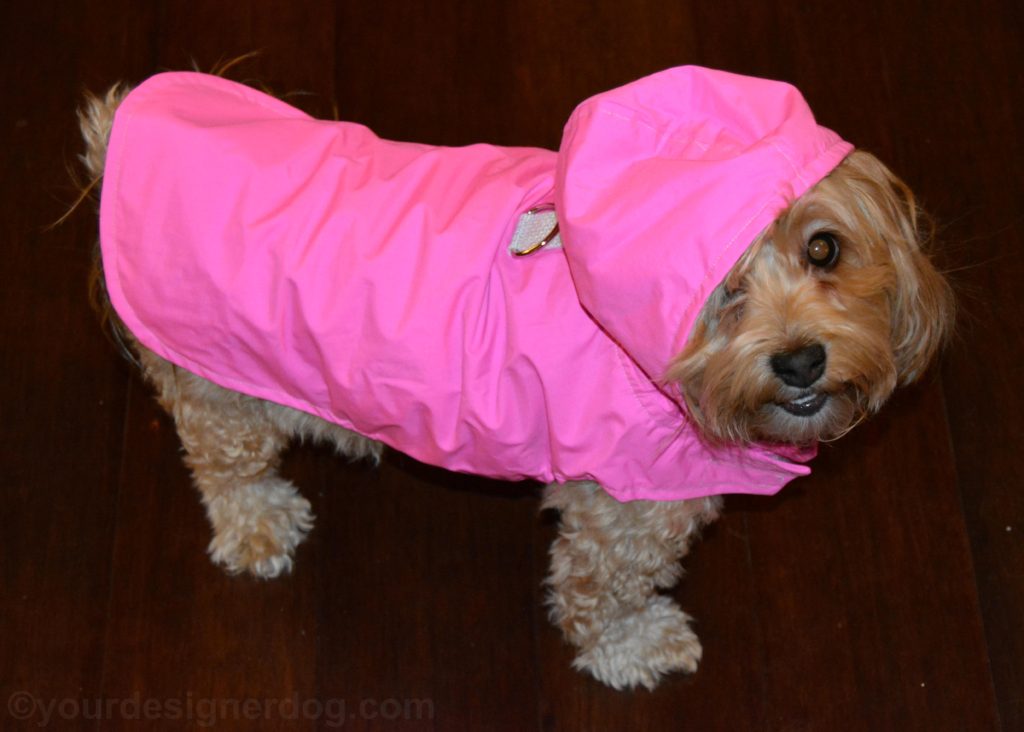 dogs, designer dogs, Yorkipoo, yorkie poo, dog coat, raincoat, April showers