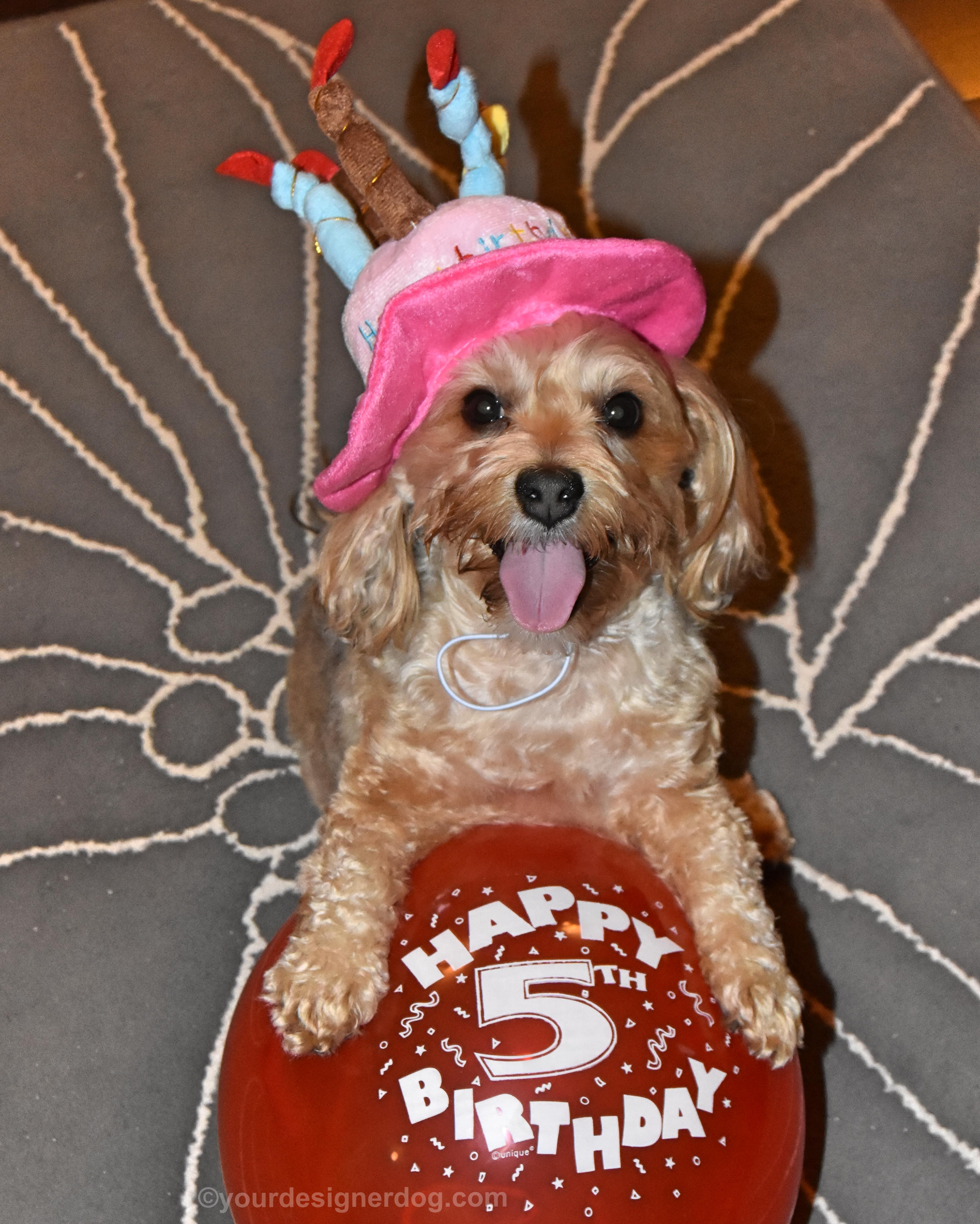 dogs, designer dogs, yorkipoo, yorkie poo, birthday, barkday