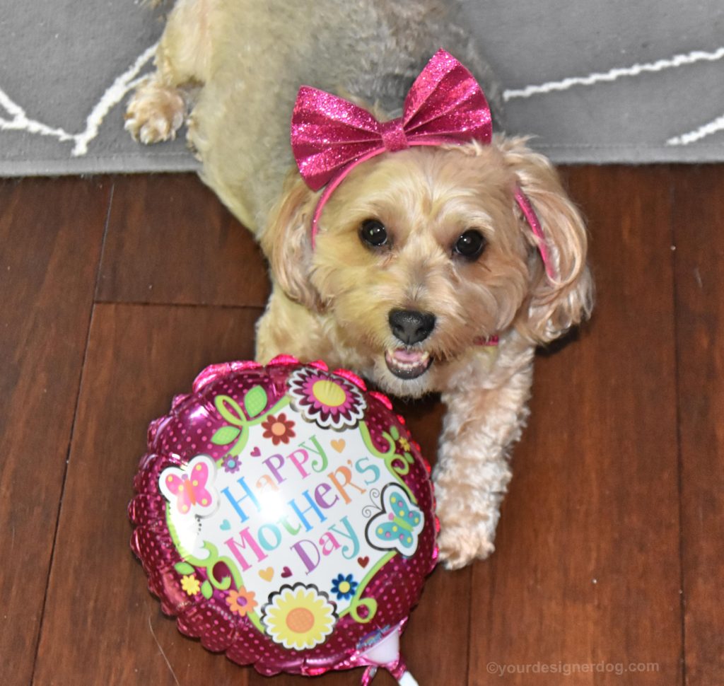 dogs, designer dogs, yorkipoo, yorkie poo, mother's day, balloon