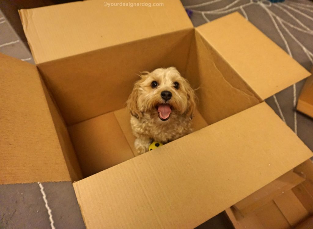 dogs, designer dogs, Yorkipoo, yorkie poo, moving, tongue out, dog smiling, box
