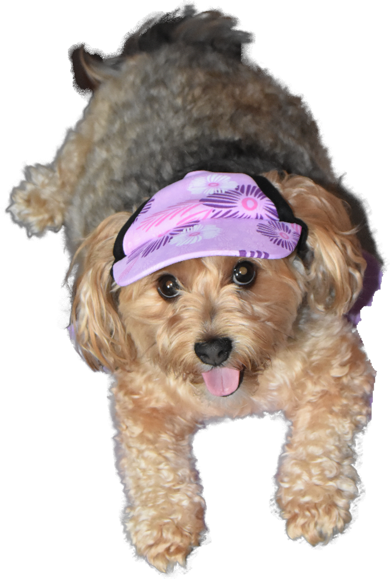 dogs, designer dogs, yorkipoo, yorkie poo, dog hat, cap, sun visor, tongue out