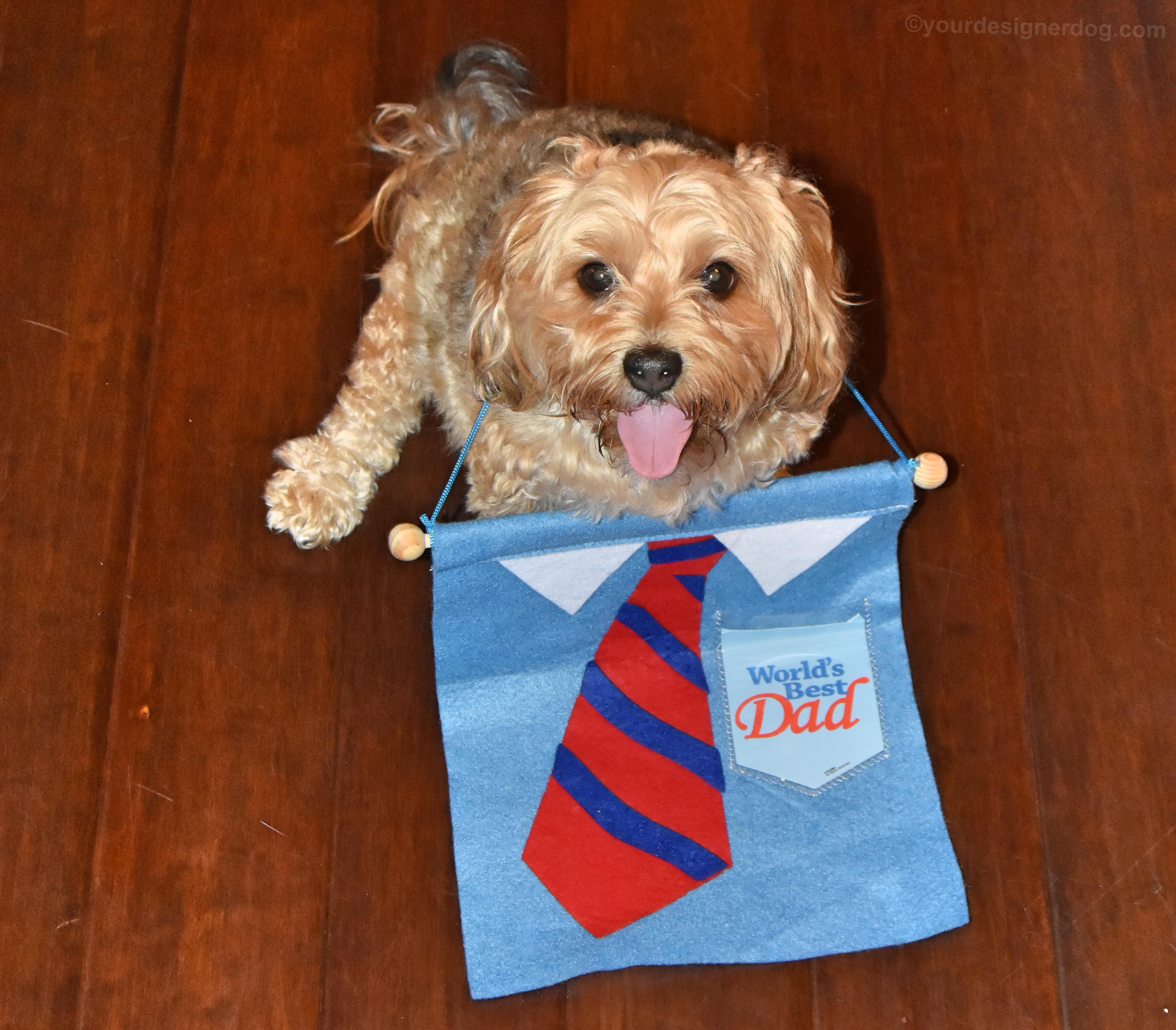 dogs, designer dogs, yorkipoo, yorkie poo, father's day, tie, tongue out