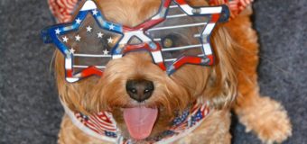 Tongue Out Tuesday – Ready for Flag Day