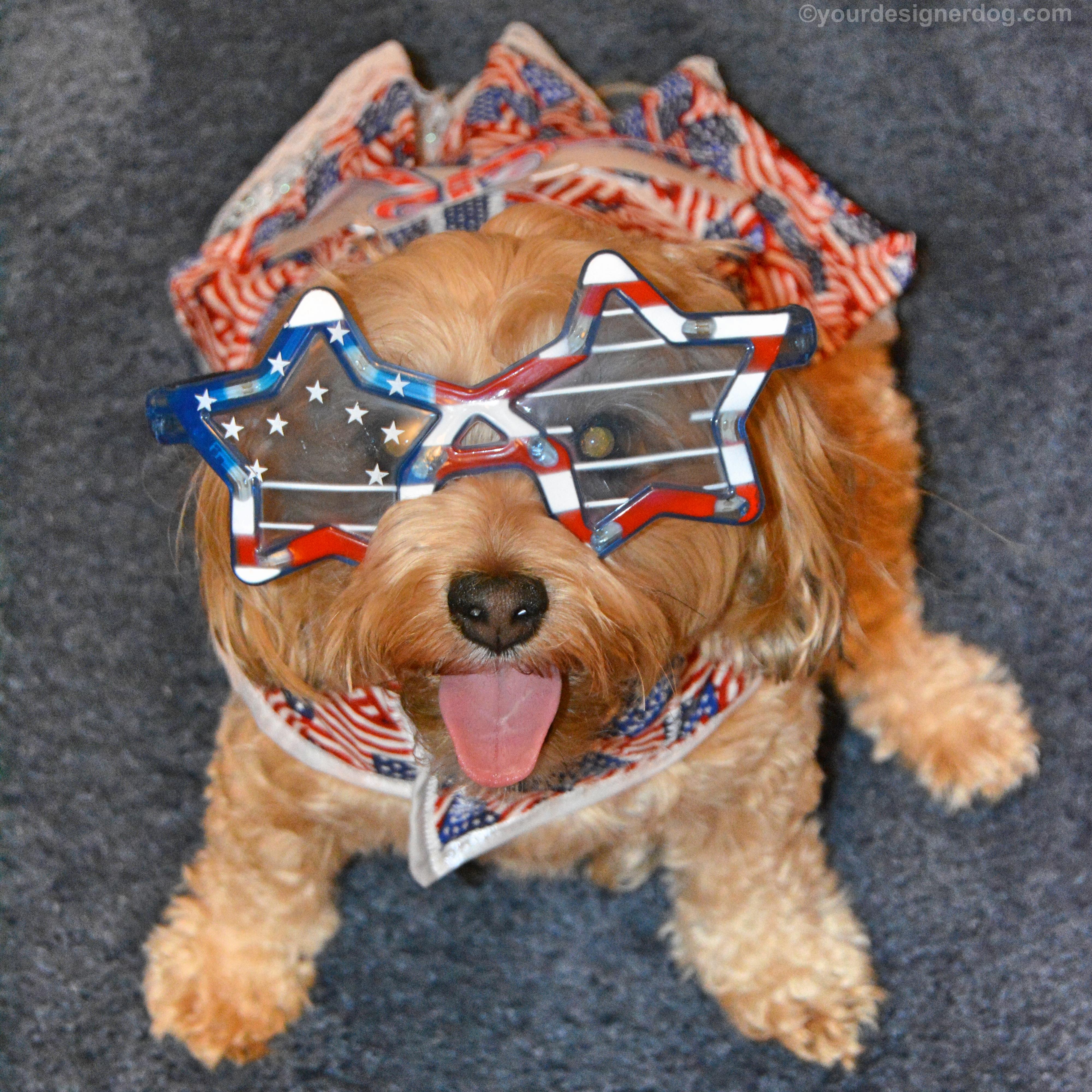 dogs, designer dogs, yorkipoo, yorkie poo, tongue out, flag day, patriotic, american flag