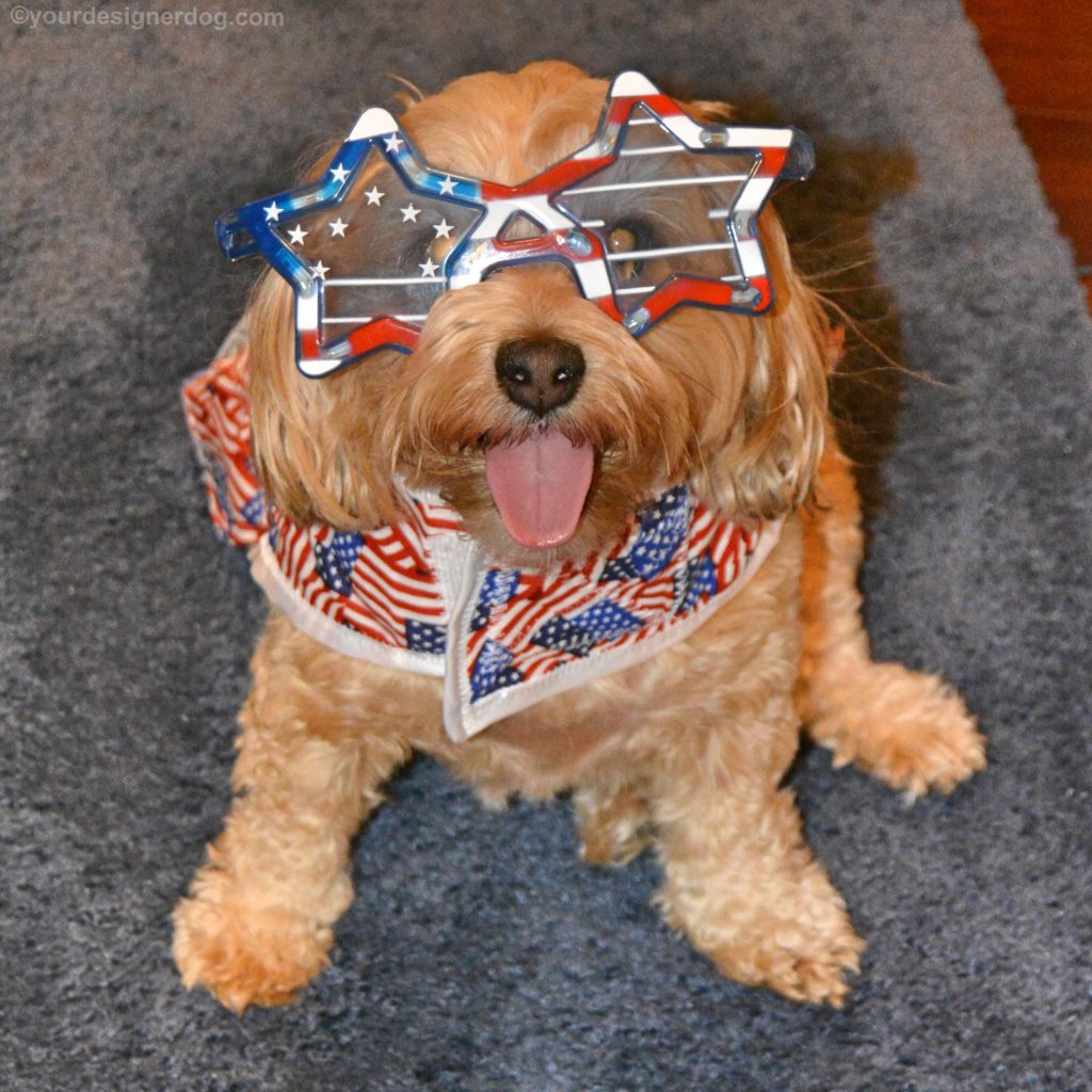 dogs, designer dogs, yorkipoo, yorkie poo, tongue out, flag day, patriotic, american flag