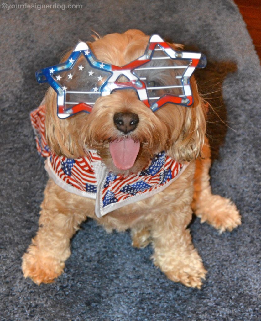 dogs, designer dogs, yorkipoo, yorkie poo, tongue out, flag day, patriotic, american flag