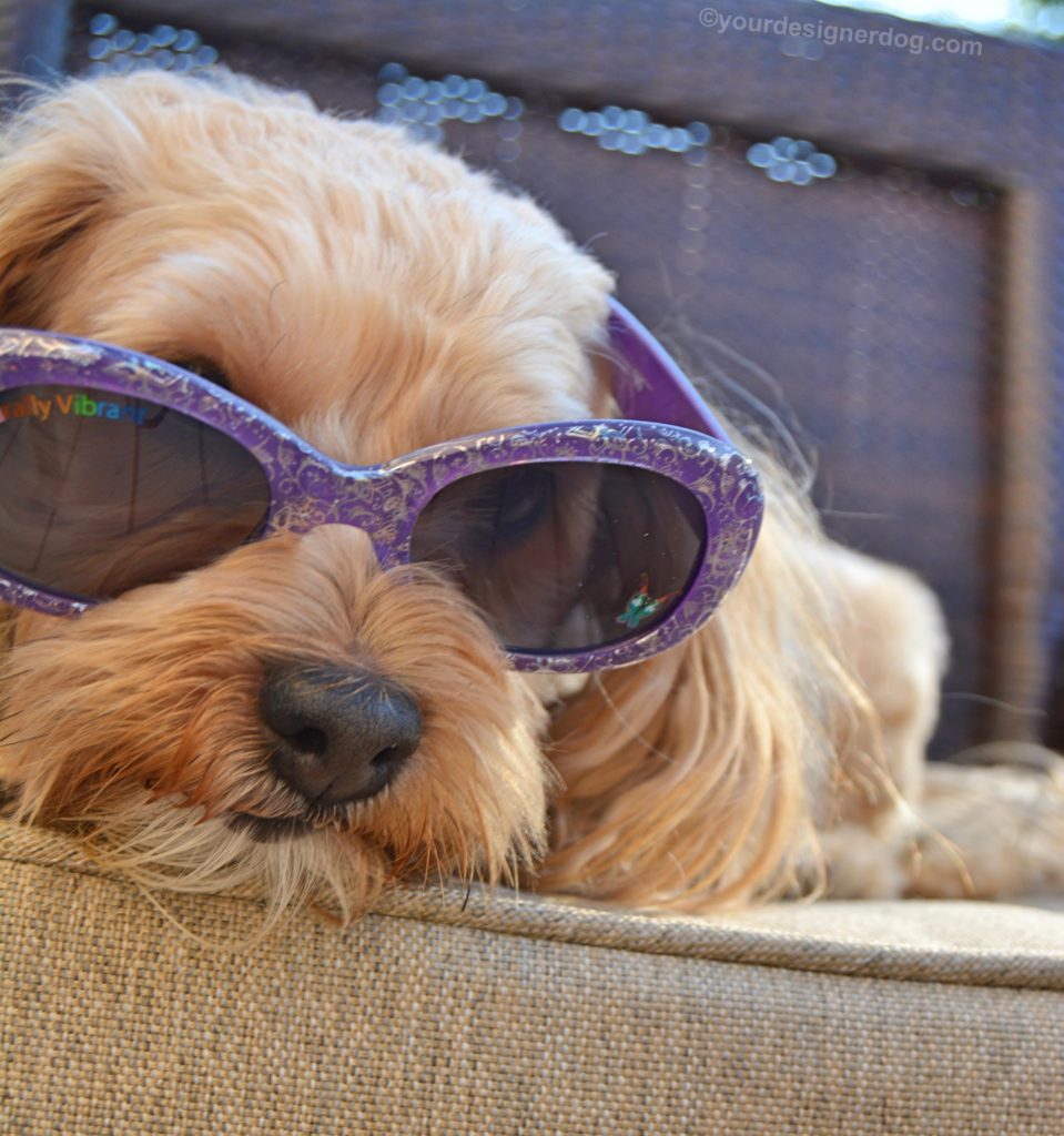 dogs, designer dogs, yorkipoo, yorkie poo, sunglasses, shades
