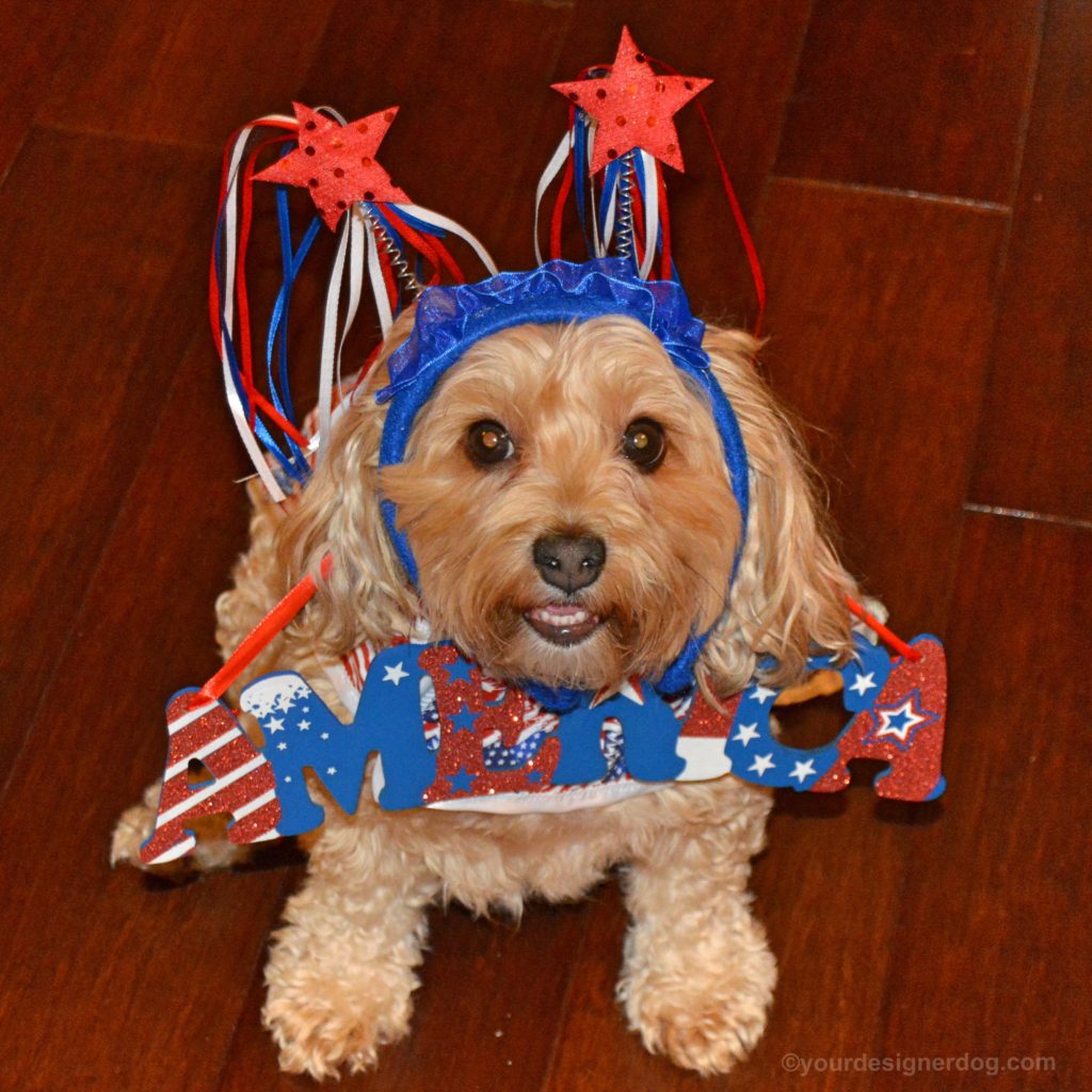 dogs, designer dogs, yorkipoo, yorkie poo, america, fourth of july, independence day 