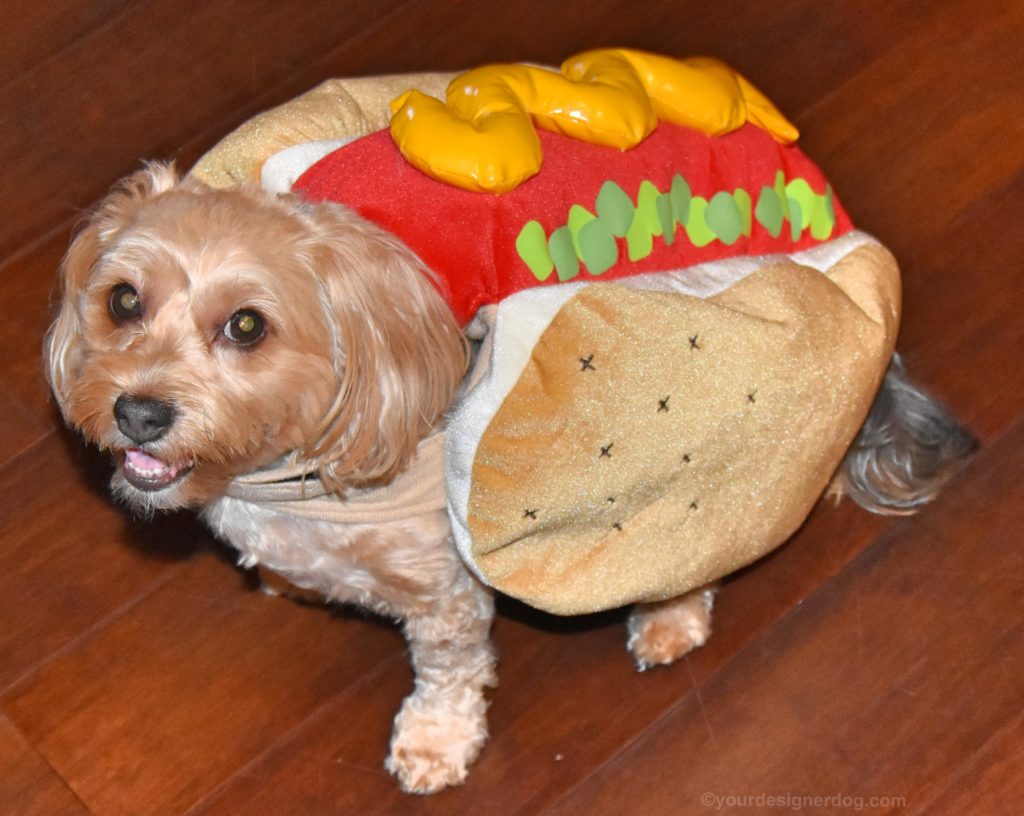 dogs, designer dogs, Yorkipoo, yorkie poo, hot dog costume, dog costume