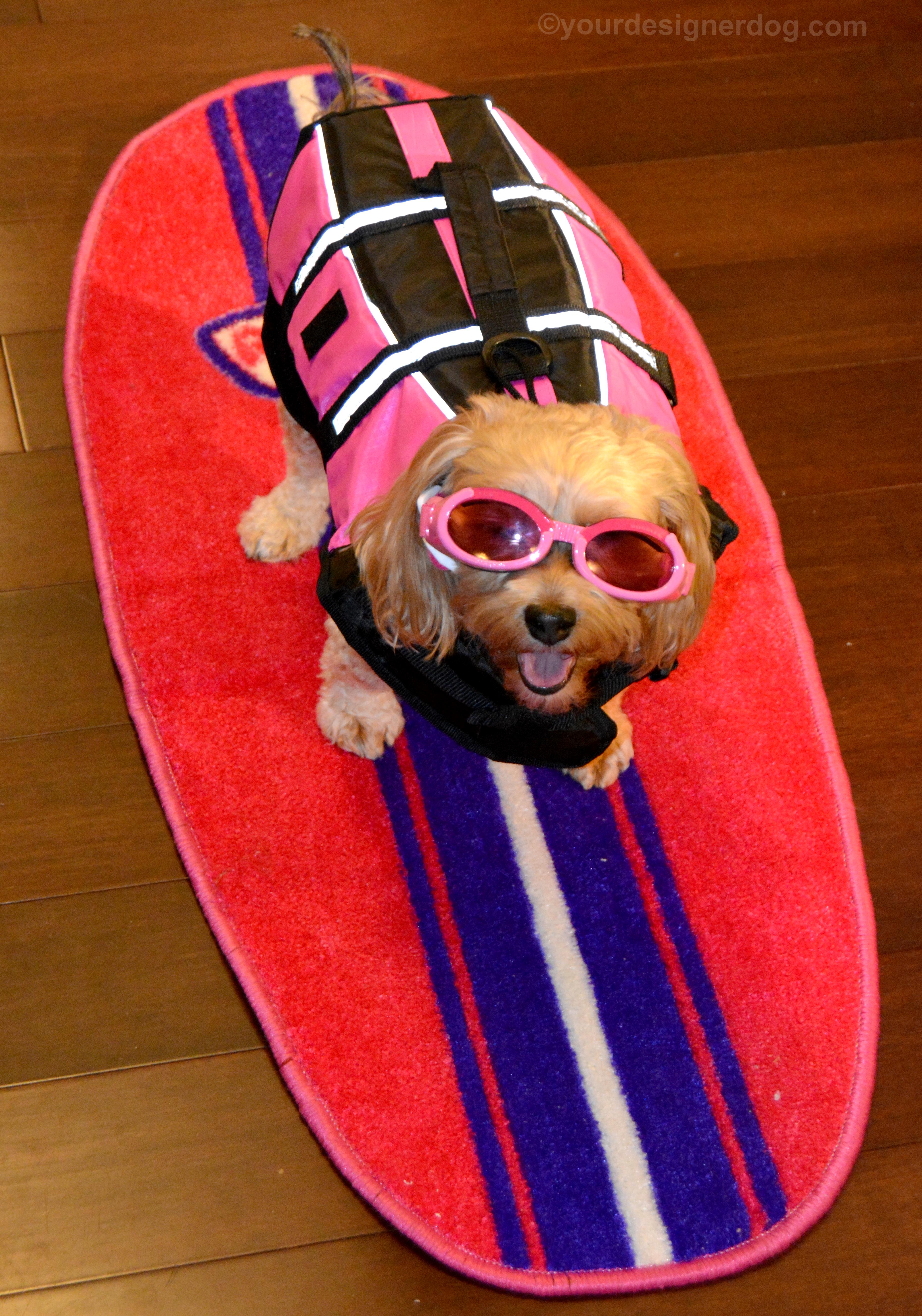 dogs, designer dogs, Yorkipoo, yorkie poo, surfer, surf dog, goggles, life jacket