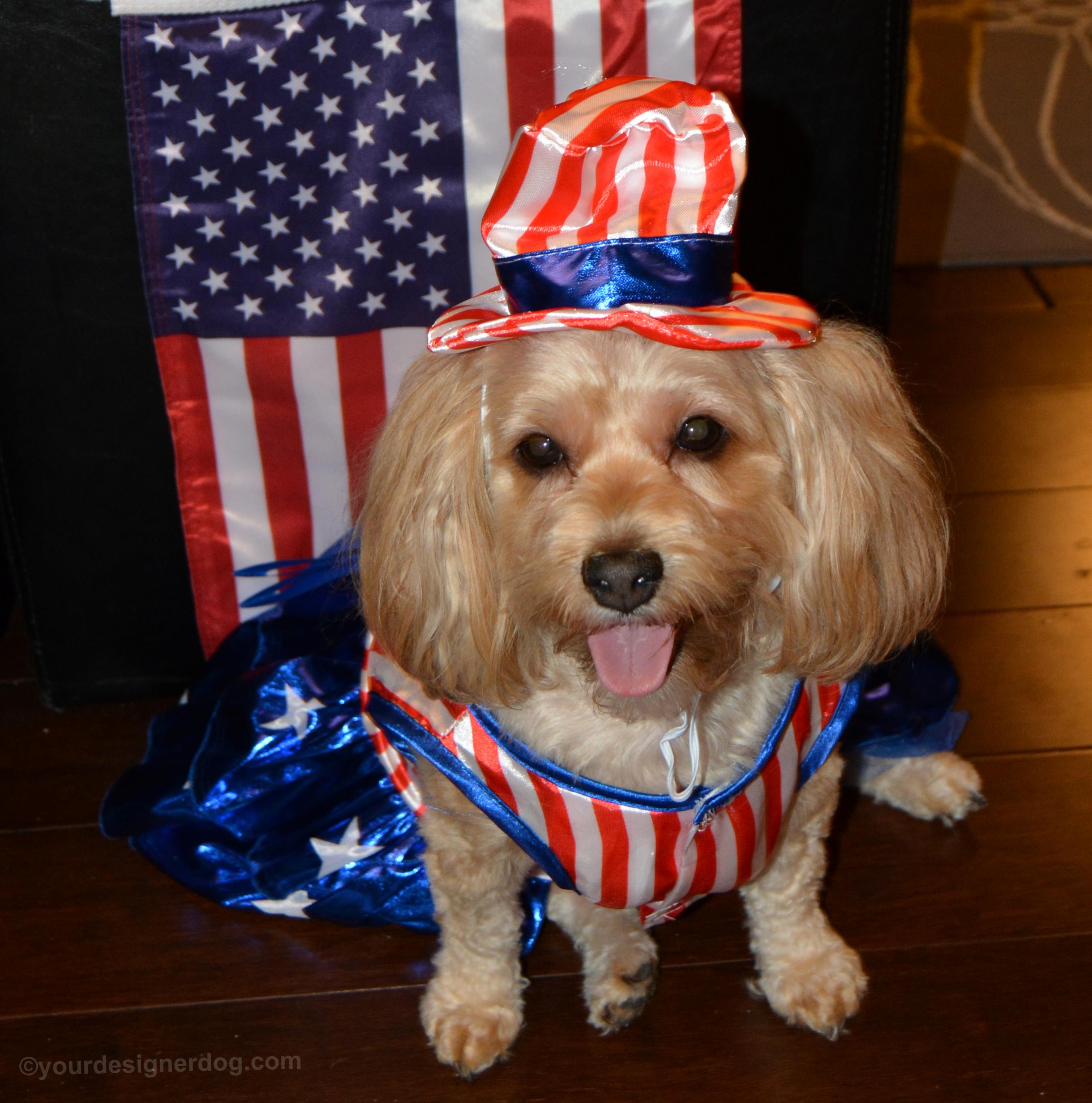 dogs, designer dogs, yorkipoo, yorkie poo, patriotic, tongue out, dog costume