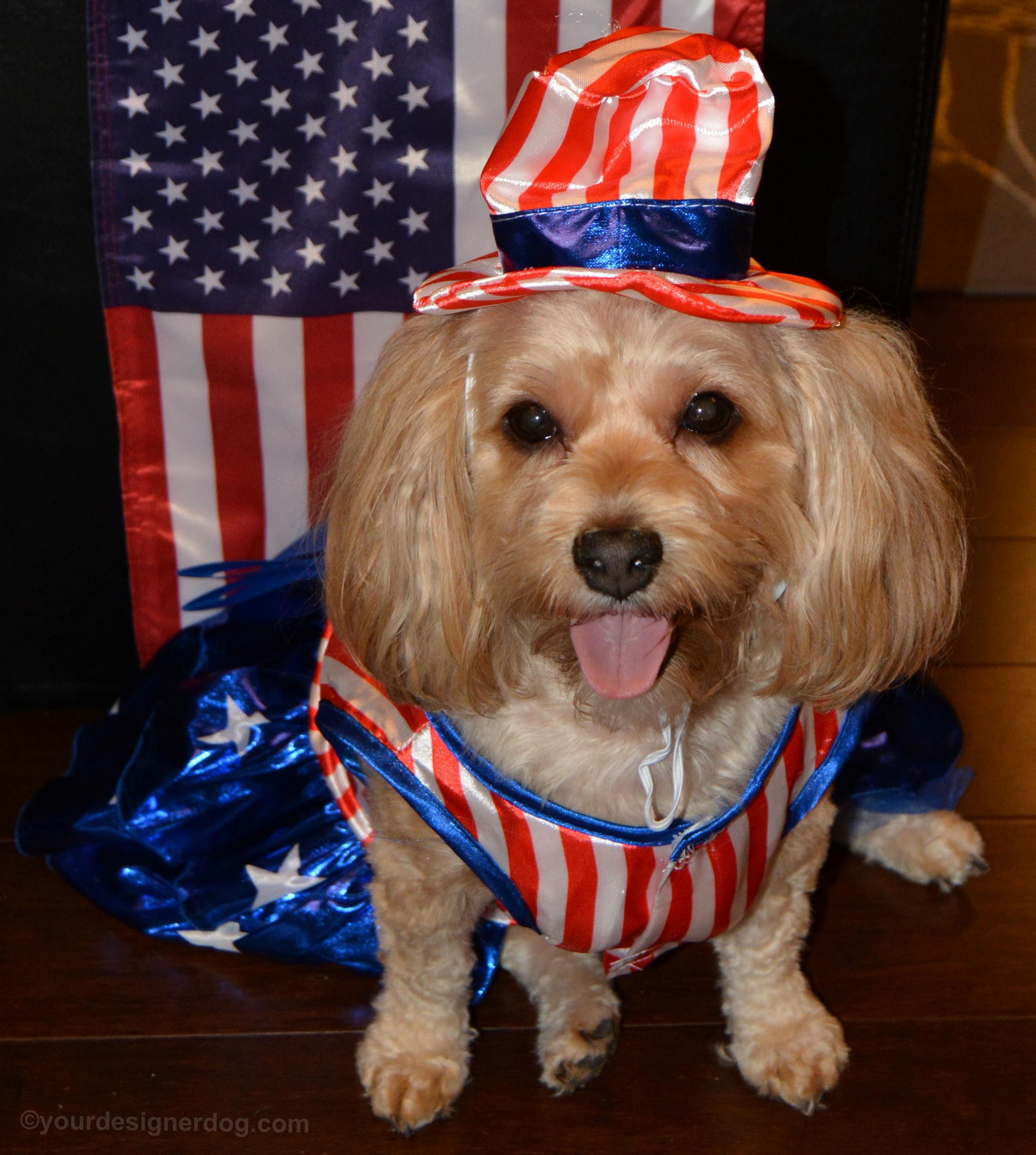 dogs, designer dogs, yorkipoo, yorkie poo, patriotic, tongue out, dog costume