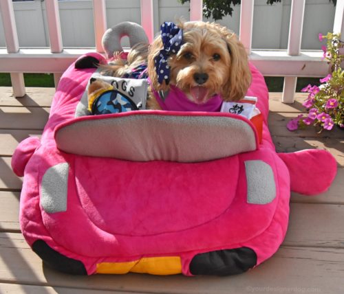 dogs, designer dogs, yorkipoo, yorkie poo, car dog bed, pink convertible, back to school, dog dress, dog backpack