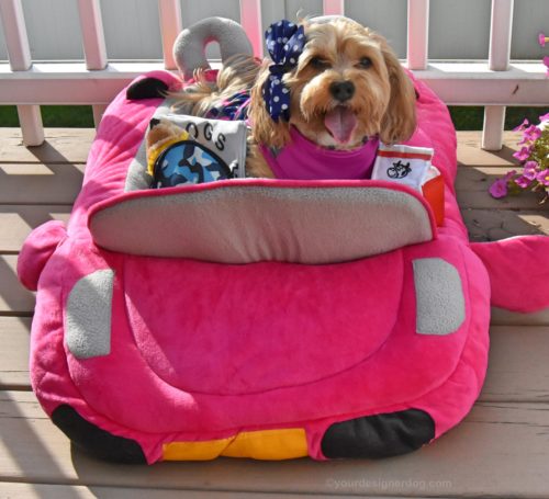 dogs, designer dogs, yorkipoo, yorkie poo, car dog bed, pink convertible, back to school, dog dress, dog backpack