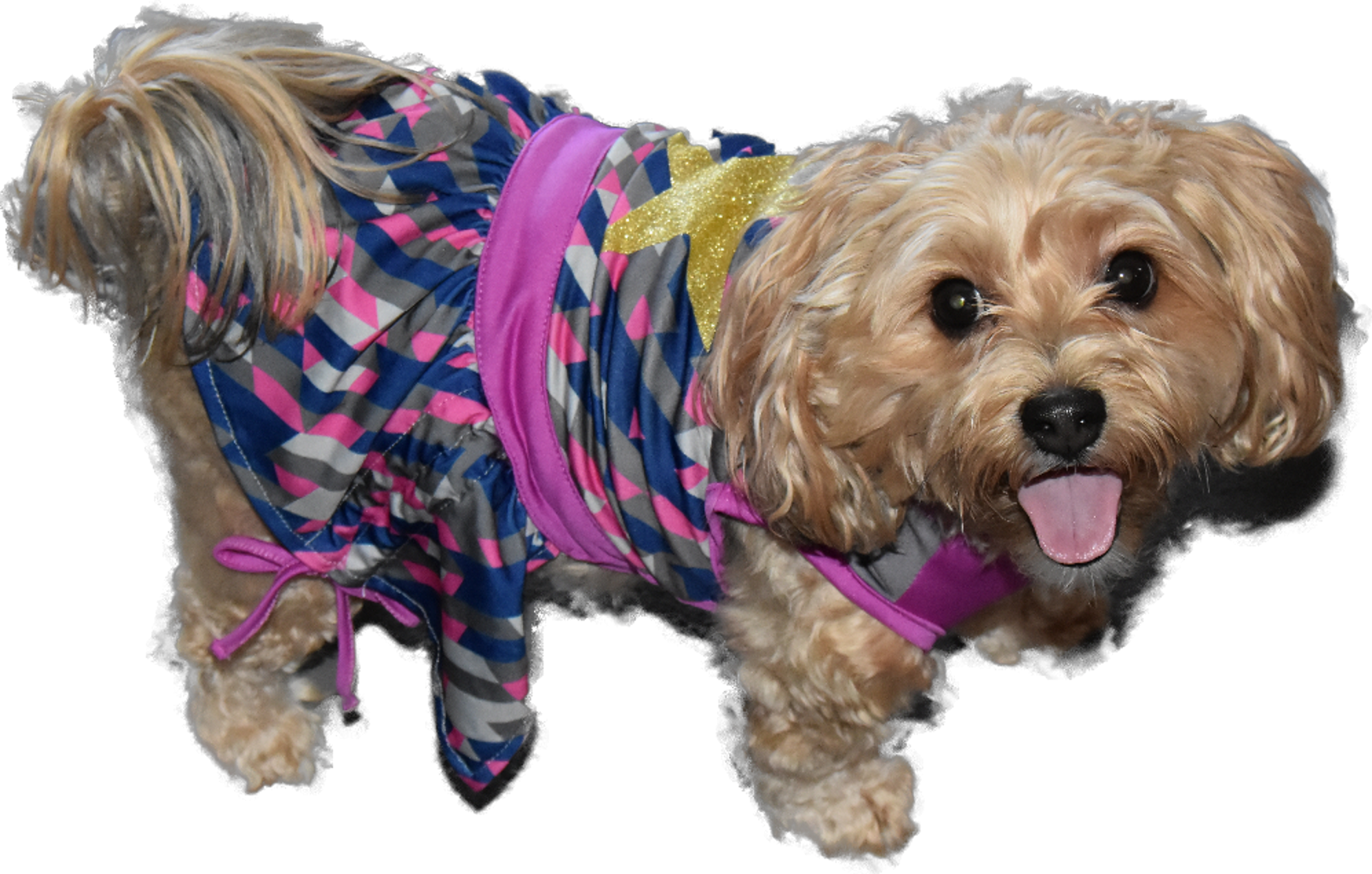 dogs, designer dogs, yorkipoo, yorkie poo, dog dress, dog smiling, tongue out