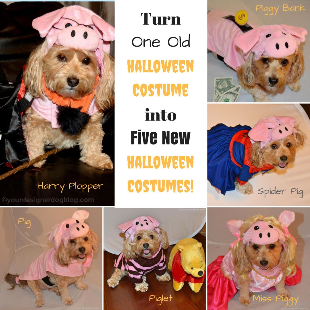 dogs, designer dogs, yorkipoo, yorkie poo, halloween, dog costume, diy, repurpose