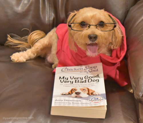 dogs, designer dogs, yorkipoo, yorkie poo, book review, chicken soup for the soul, dog wearing glasses