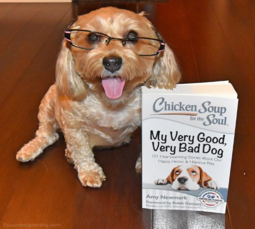 dogs, designer dogs, yorkipoo, yorkie poo, book review, chicken soup for the soul, dog wearing glasses