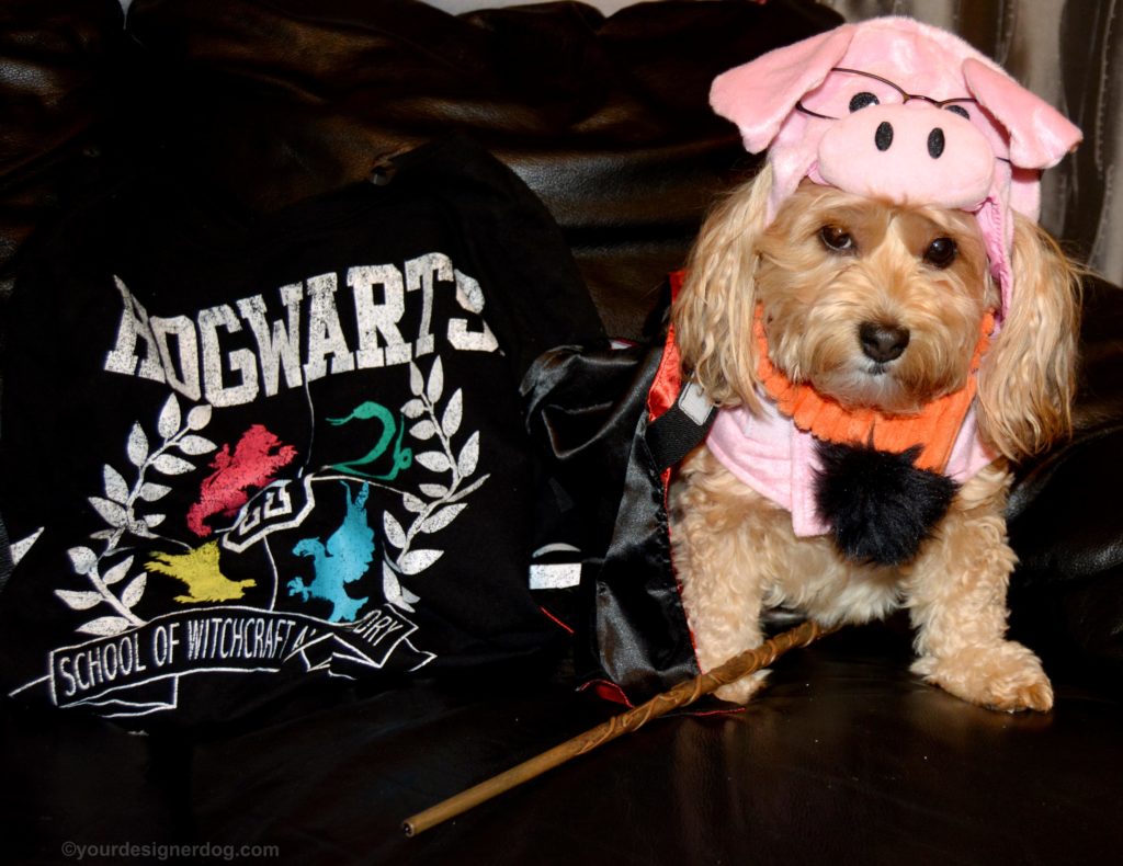 dogs, designer dogs, Yorkipoo, yorkie poo, pig costume, halloween costume, harry plopper, harry potter