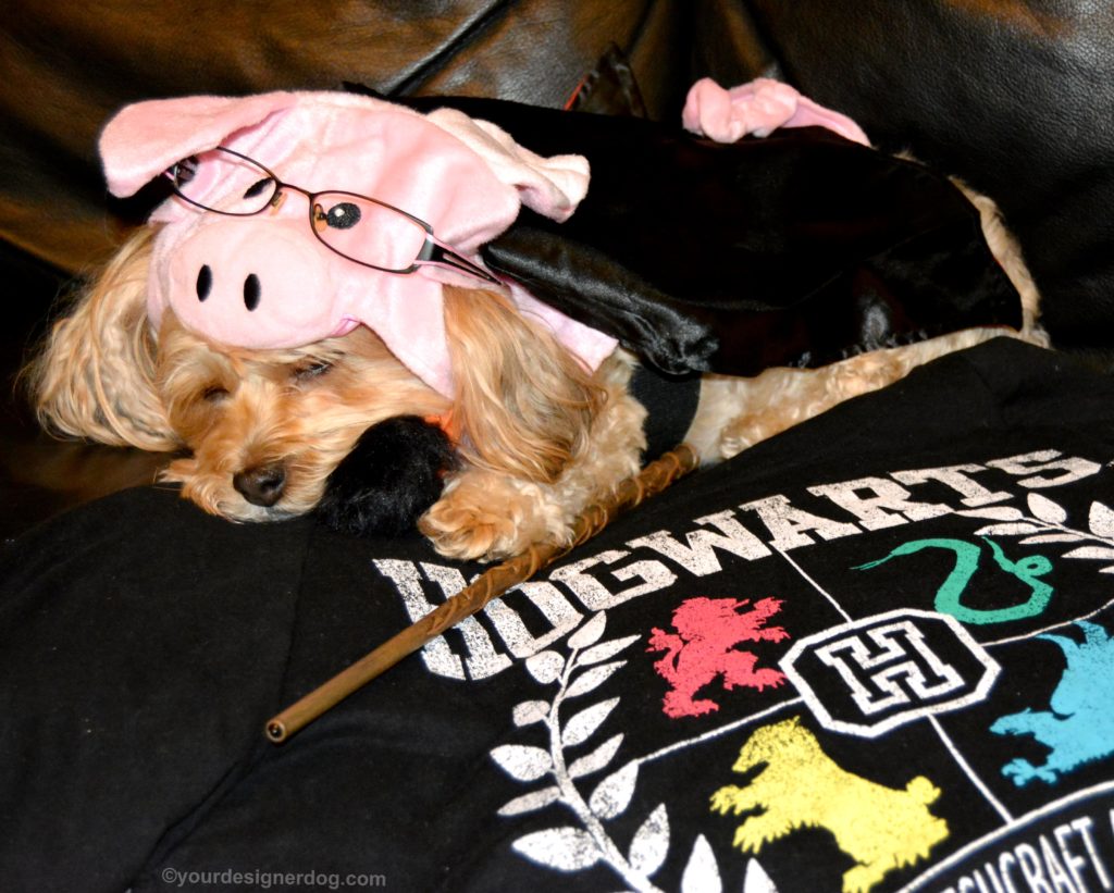 dogs, designer dogs, Yorkipoo, yorkie poo, pig costume, halloween costume, harry plopper, harry potter