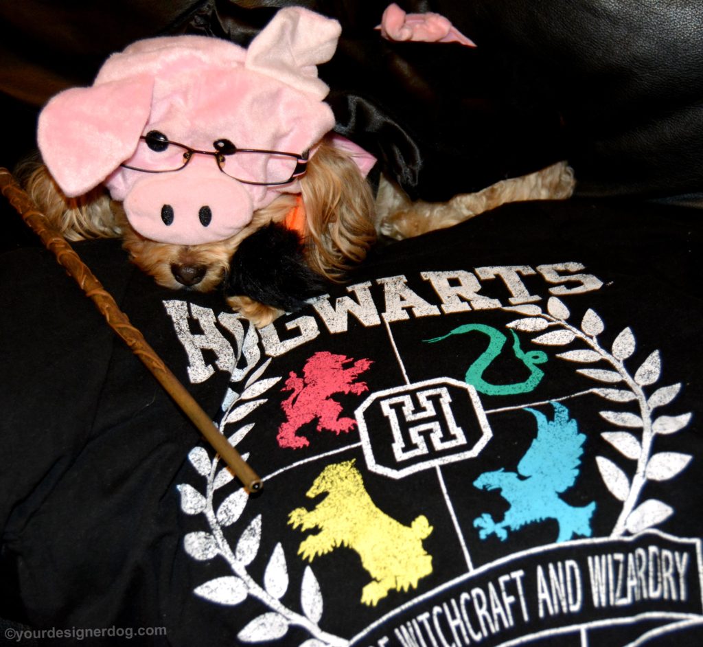 dogs, designer dogs, Yorkipoo, yorkie poo, pig costume, halloween costume, harry plopper, harry potter