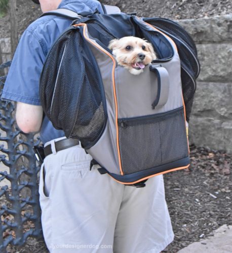 dogs, designer dogs, yorkipoo, yorkie poo, lambo pet carrier, dog backpack