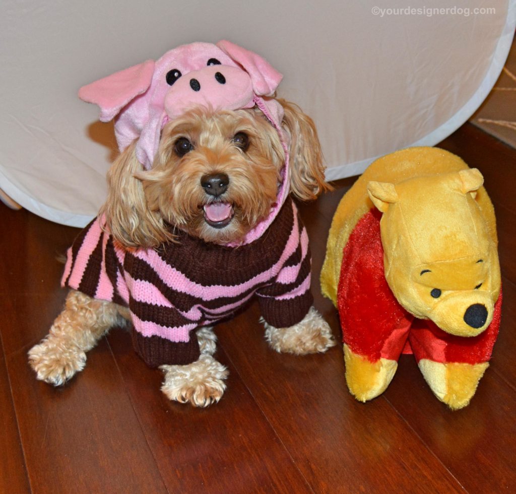 dogs, designer dogs, yorkipoo, yorkie poo, piglet, halloween costume, dog costume, winnie the pooh