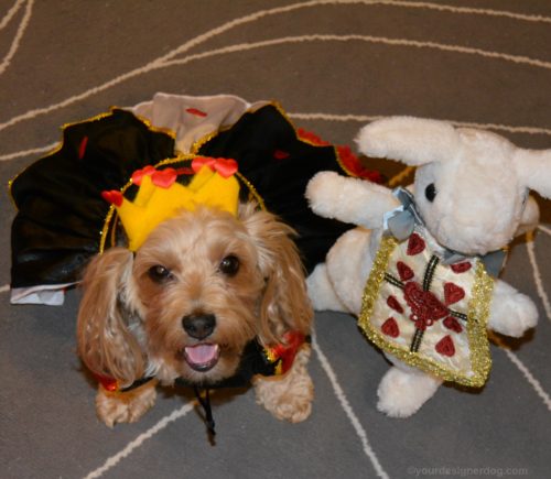 dogs, designer dogs, yorkipoo, yorkie poo, dog halloween costume, queen of hearts, alice in wonderland