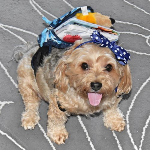 dogs, designer dogs, yorkipoo, yorkie poo, back to school, backpack, dog backpack, dog smiling