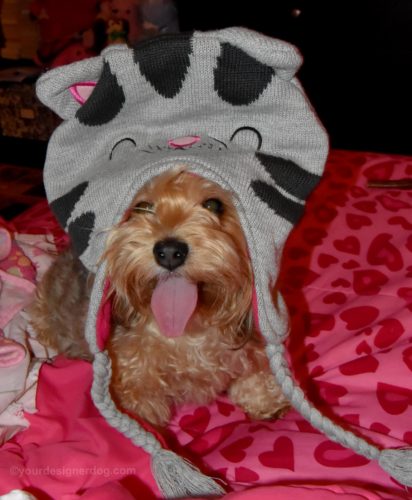 dogs, designer dogs, yorkipoo, yorkie poo, soft kitty, tongue out, cat hat