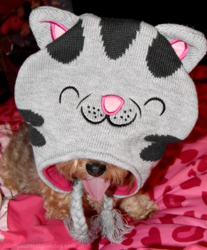dogs, designer dogs, yorkipoo, yorkie poo, soft kitty, tongue out, cat hat