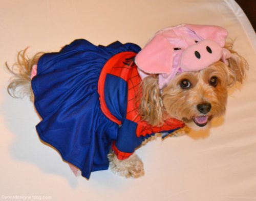 dogs, designer dogs, yorkipoo, yorkie poo, spider man, spider pig, simpsons, dog costume, halloween costume