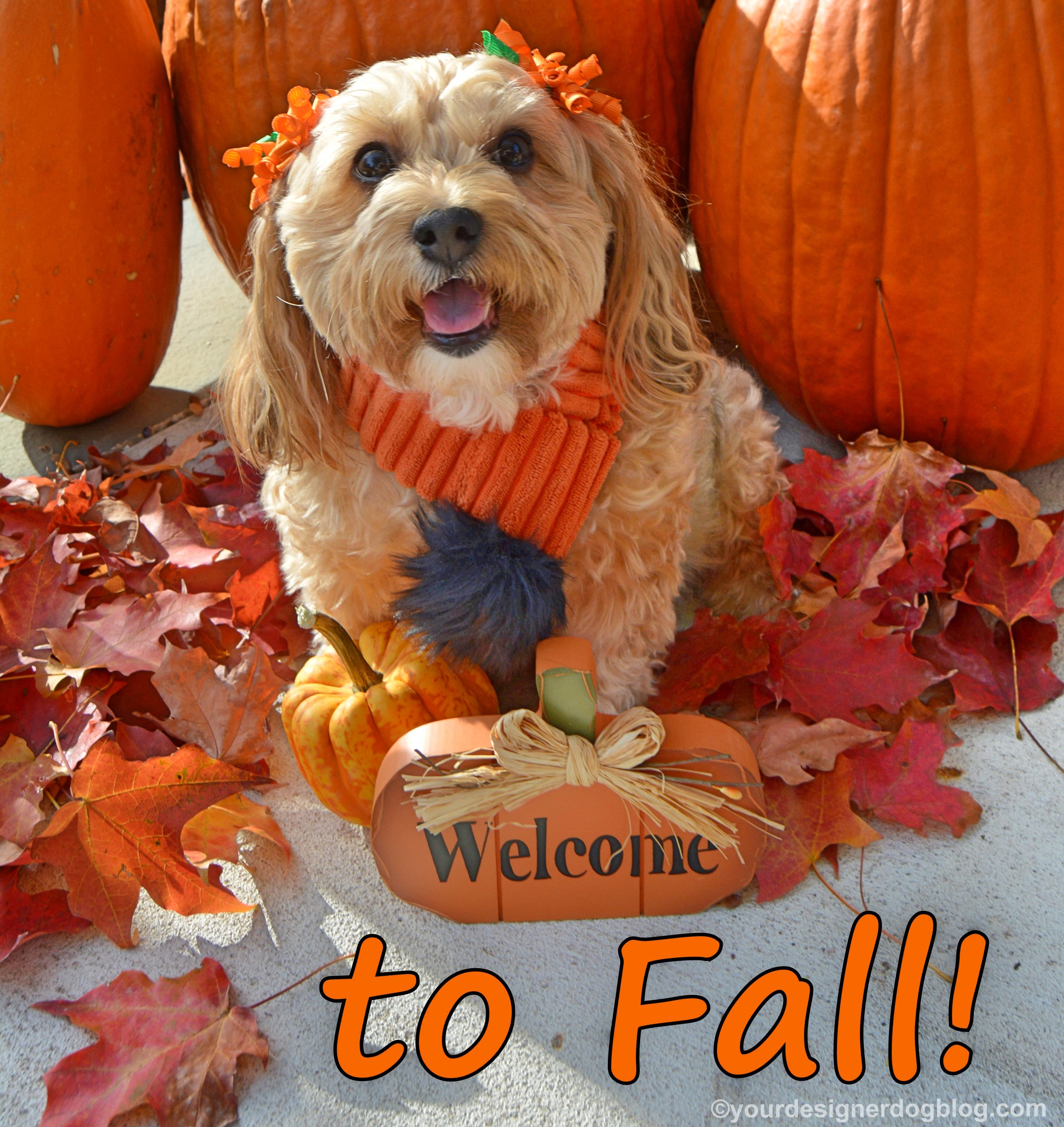 dogs, designer dogs, yorkipoo, yorkie poo, fall, autumn, pumpkins, foliage, leaves